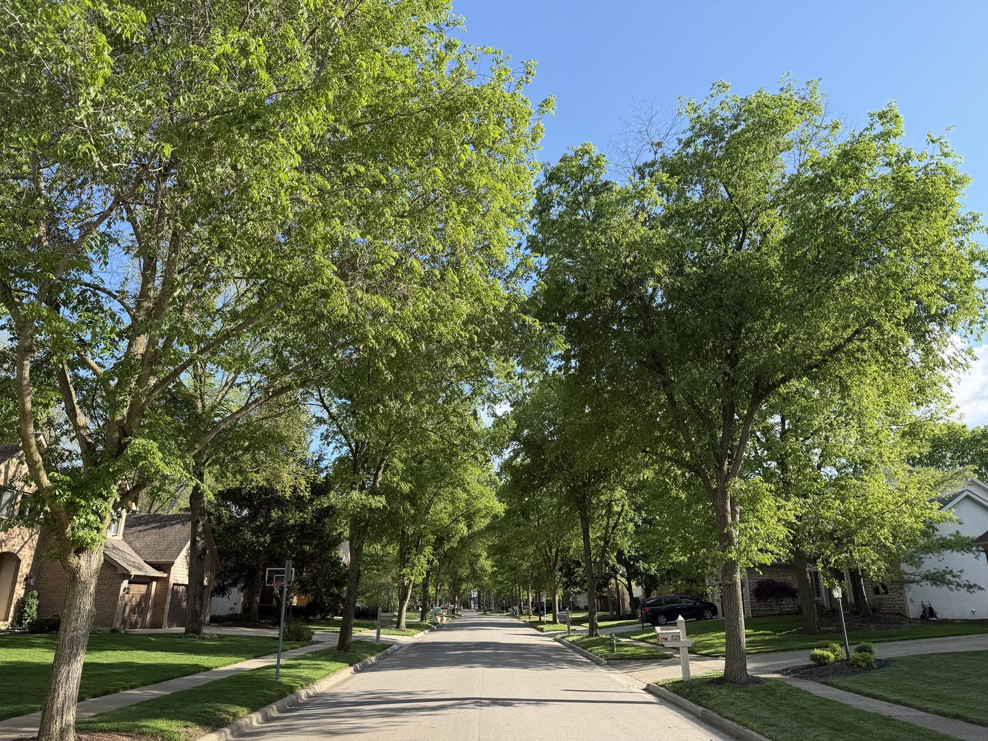 Trees